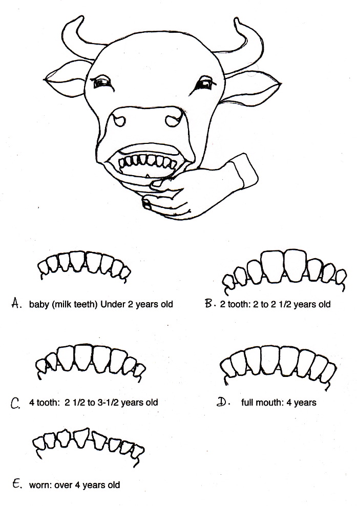 Pictures Of Cows Teeth. cow#39;s age by their teeth.